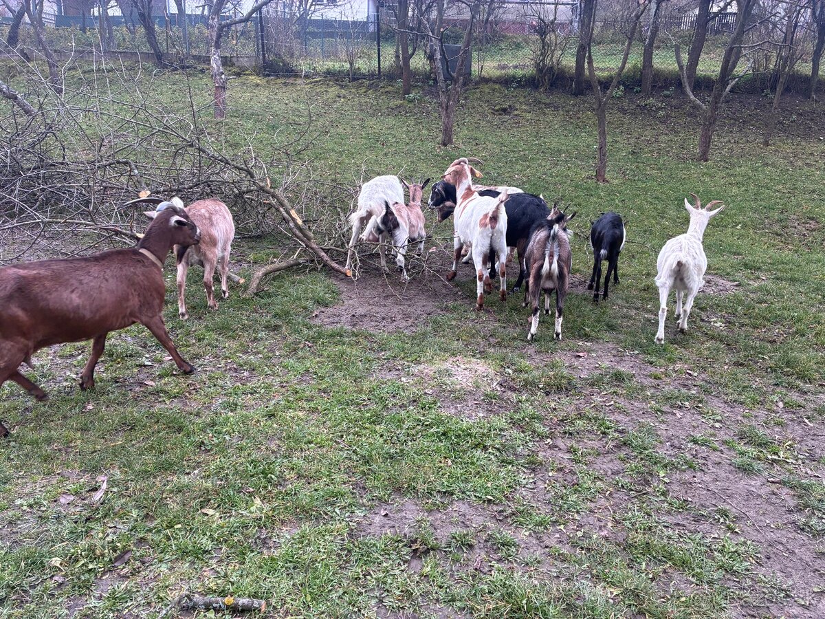 Predám dojné kozi - 4