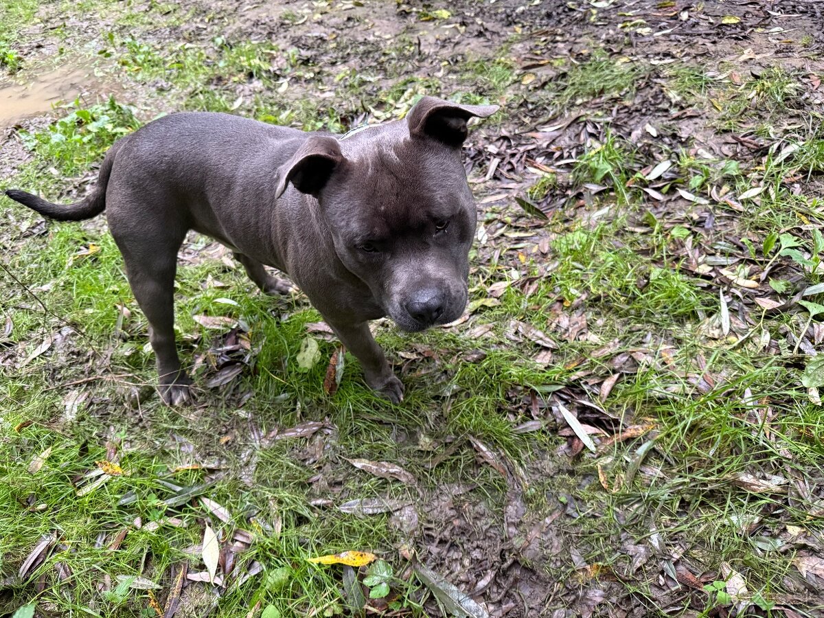 Modry Stafford na krytie - 4