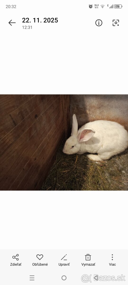 Drínovsky Biely Králik Modrooký - 4