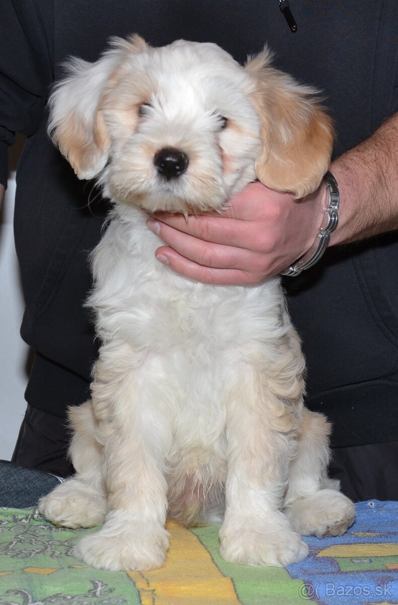 Tibetský teriér - 4