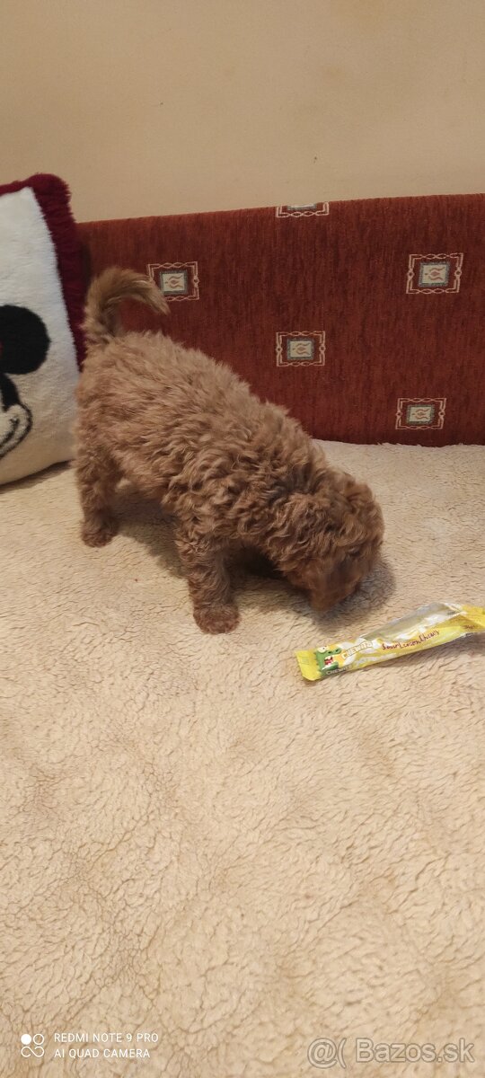 Pudel Trpaslíči - 4