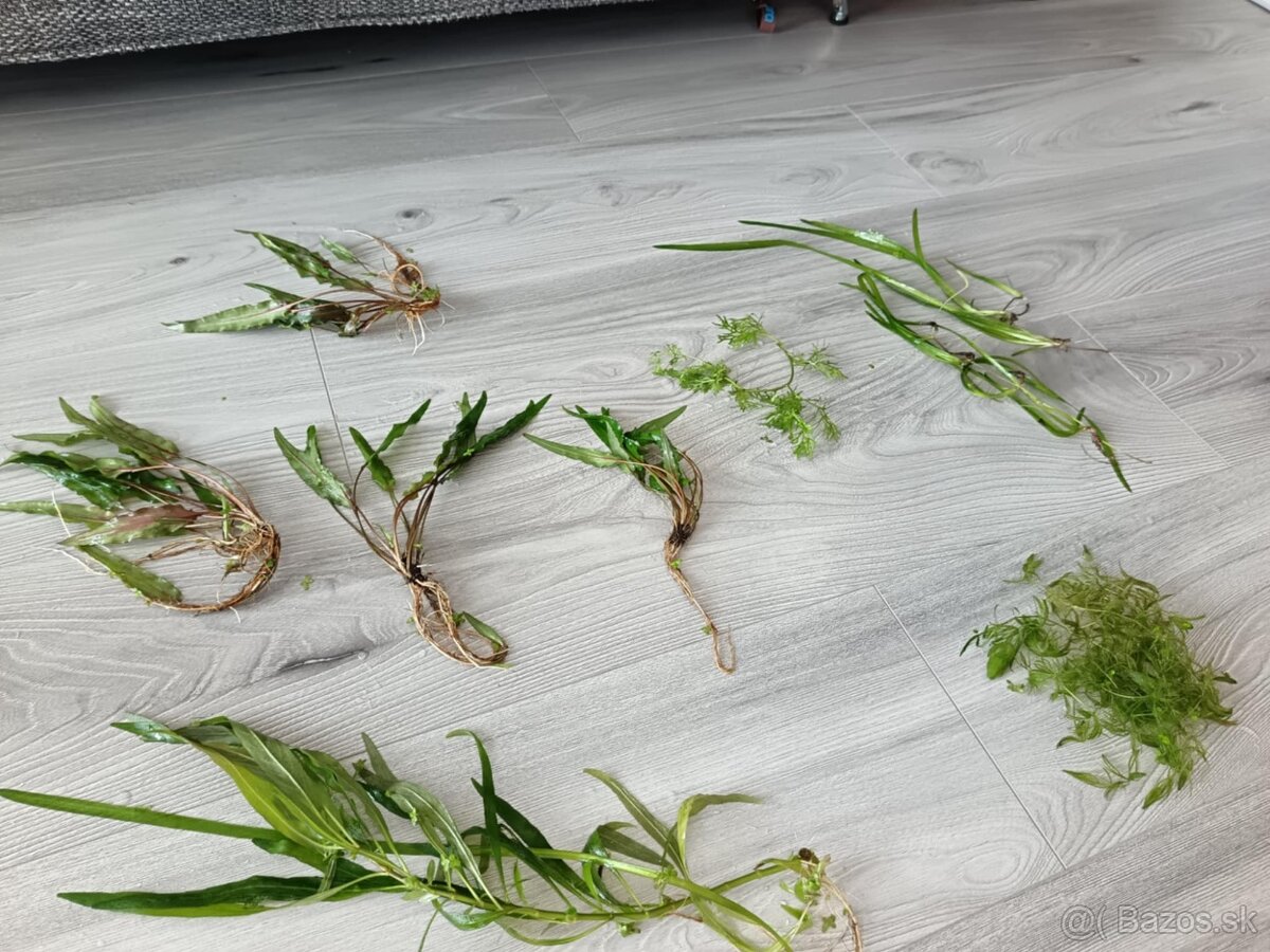 Akvarijné rastliny - 4