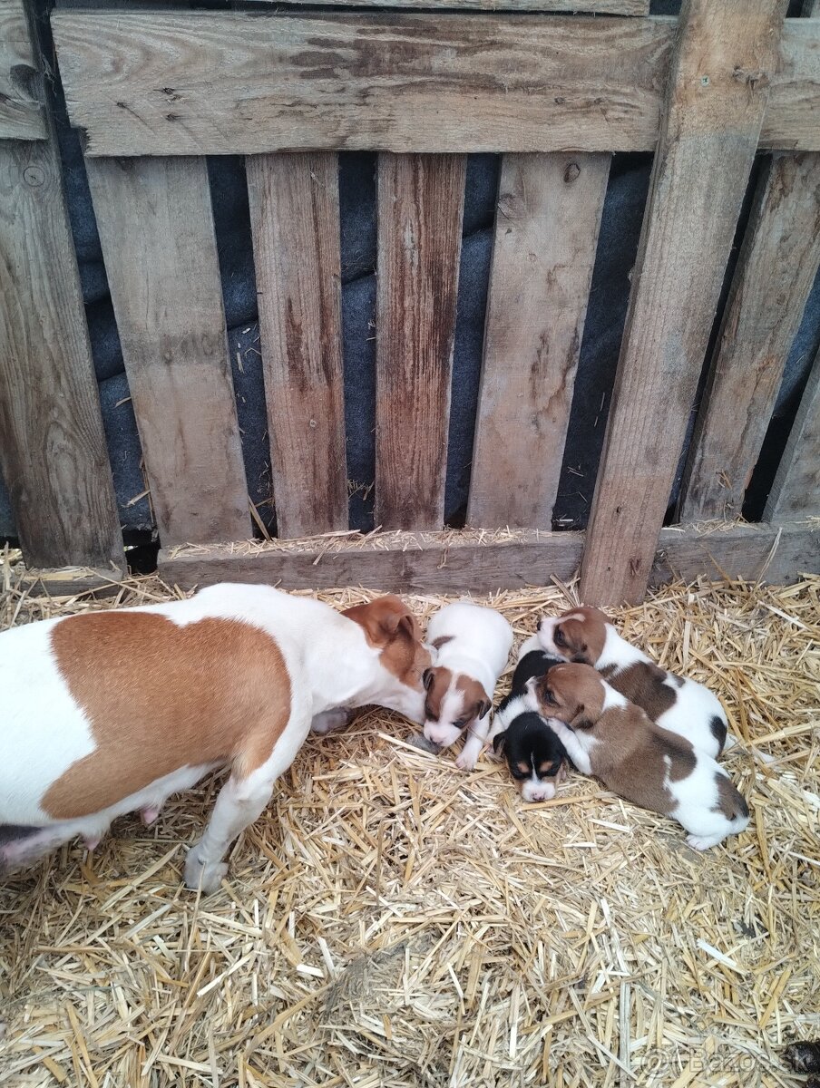 Jack Russel terier - 4