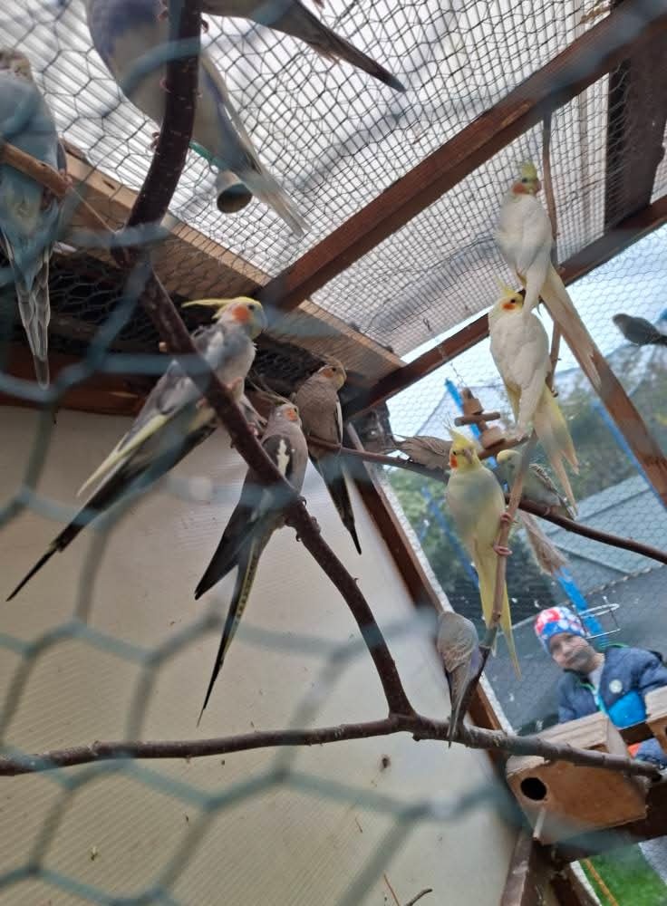 Predam korely a andulky - 4