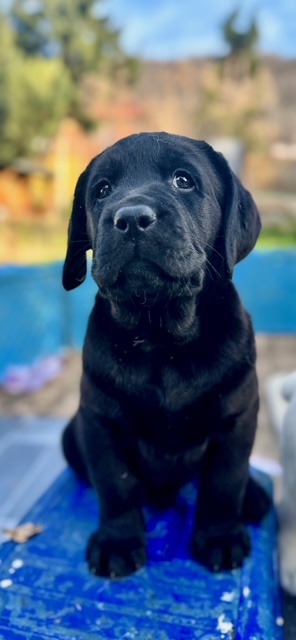 Labrador retriever šteniatka s PP - 4
