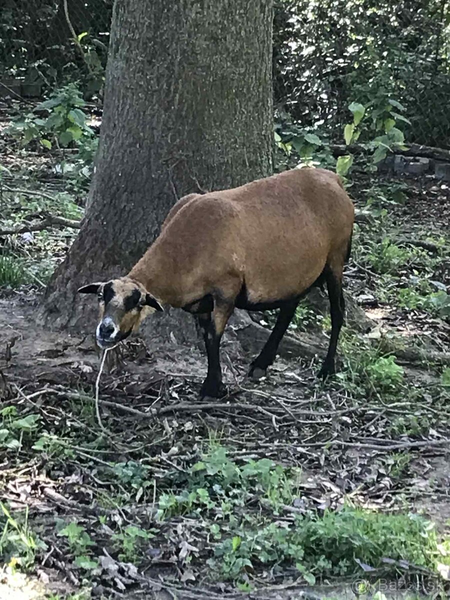 Predám kamerunské ovce - 4