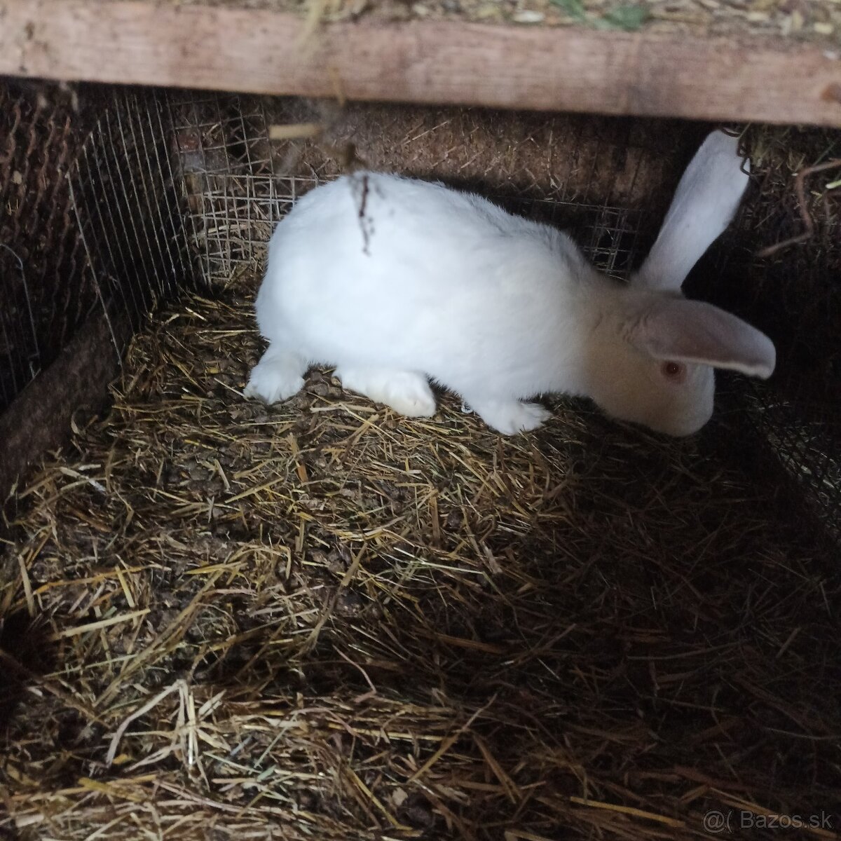 Ponúkame zajace - 4