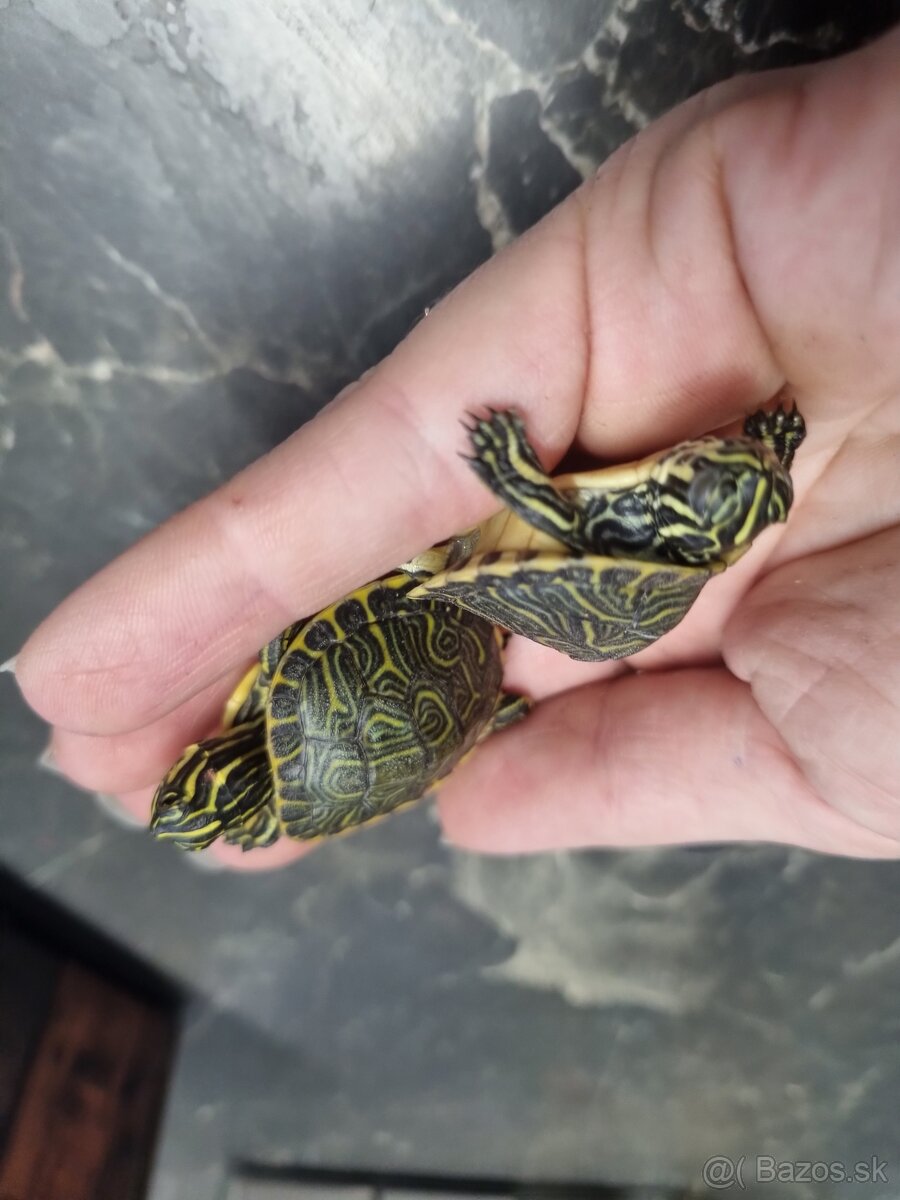 Vodná korytnačka - 4