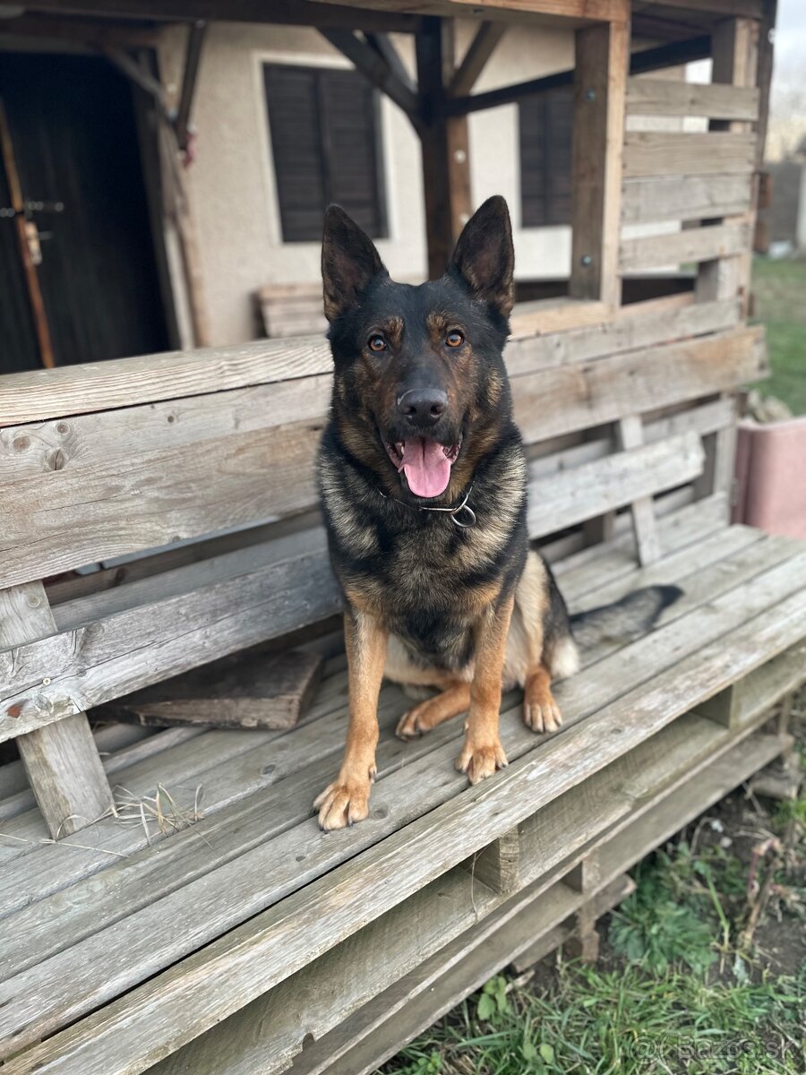 Nemecky ovčiak krytie - 4