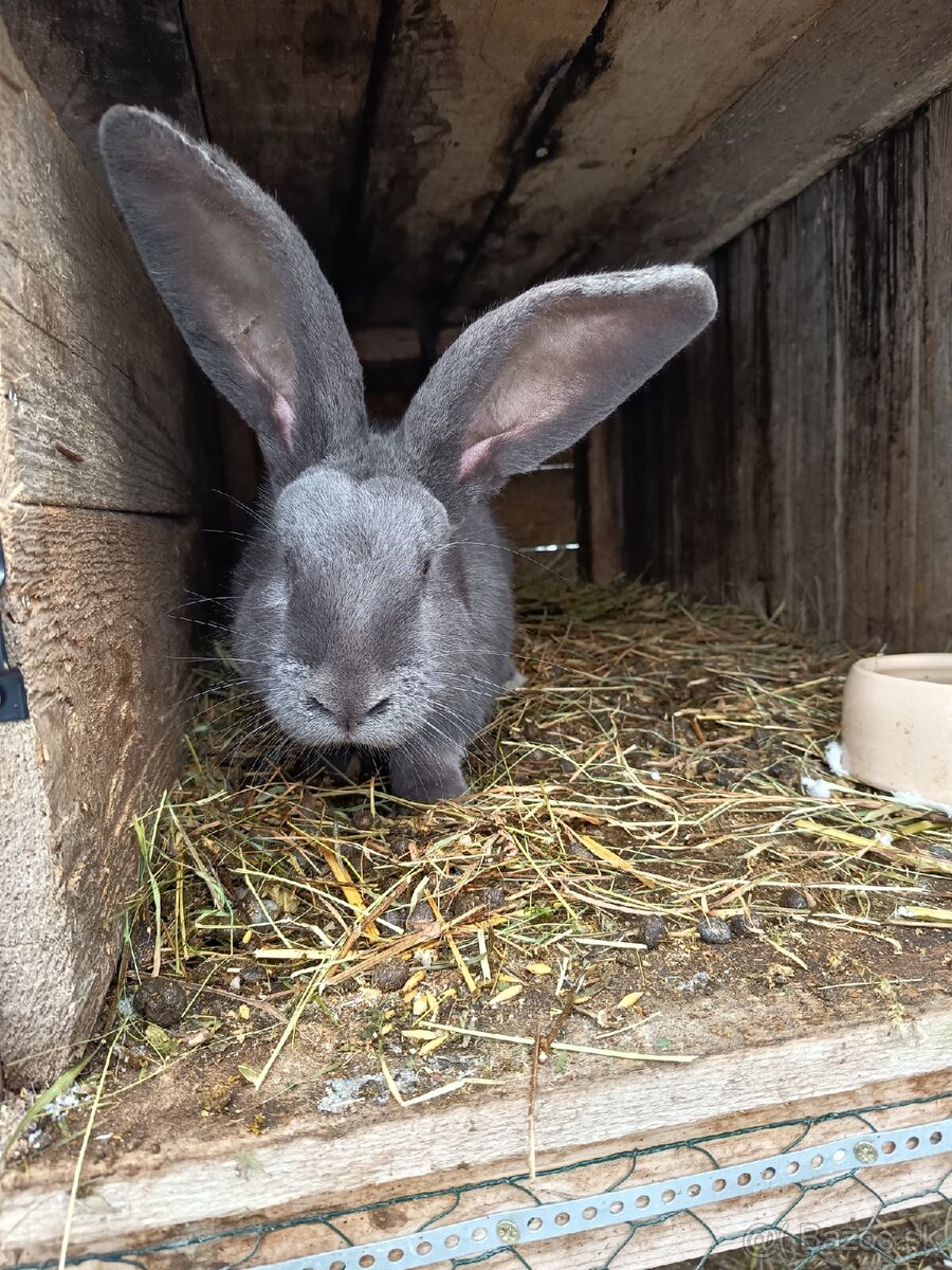 Nemecký obrovity strakac - 4