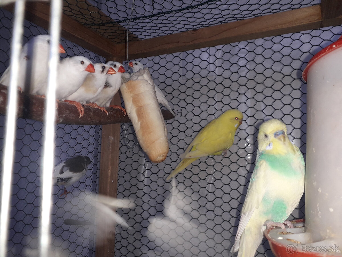 predám zebričky a andulky - 4