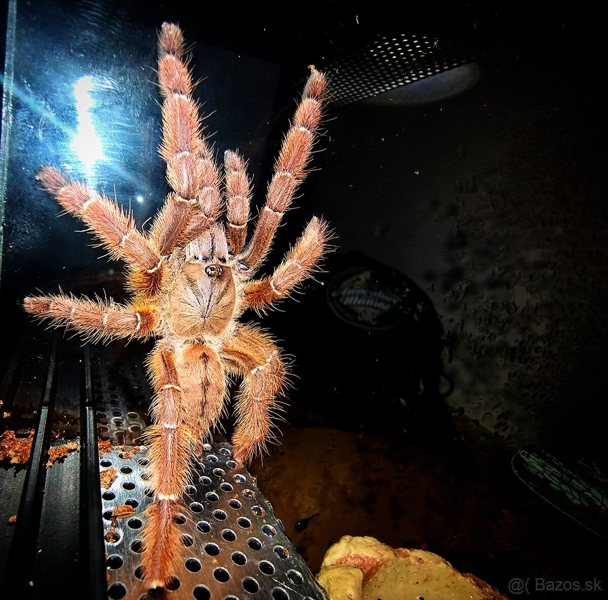 Pavúk, Vtáčkar , Tarantula , Terárium - 4