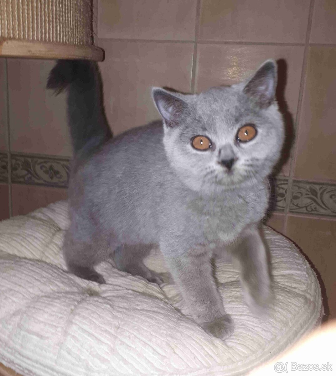 Britské mačiatka s PP - 4