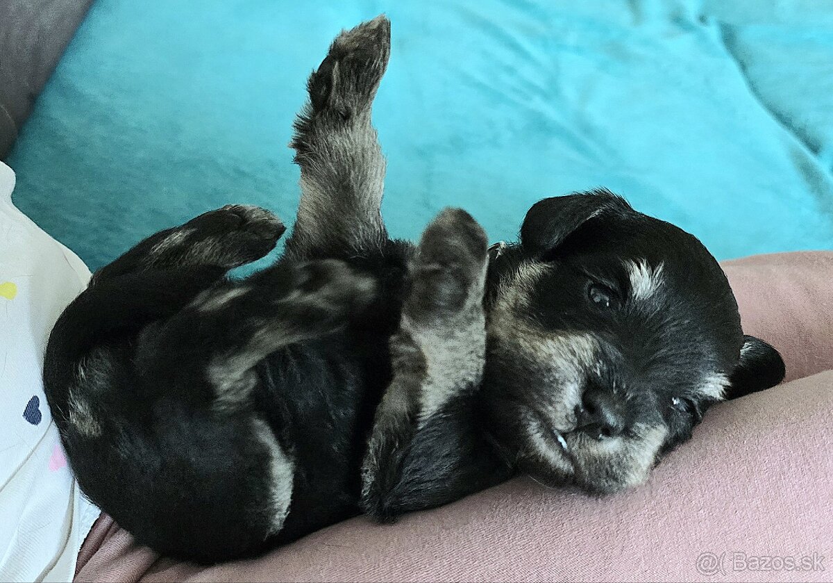 Malý čiernostrieborný bradáč s PP - 4