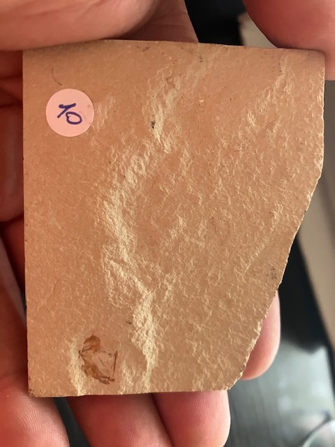 Fosília, skamenelina, rybka - inzerát č.1 Libanon REZERVE - 4