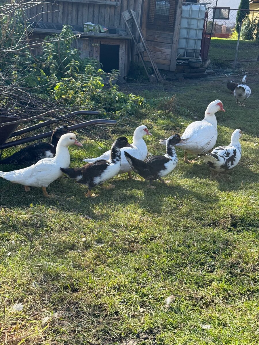 Kačka pižmová - 4