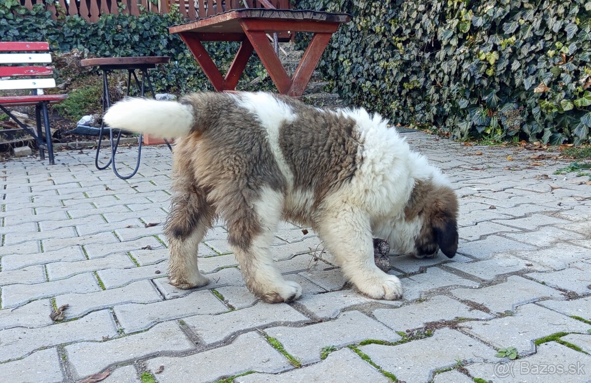 Moskovský strážny pes – 2 voľní psi (vrh B) - 4