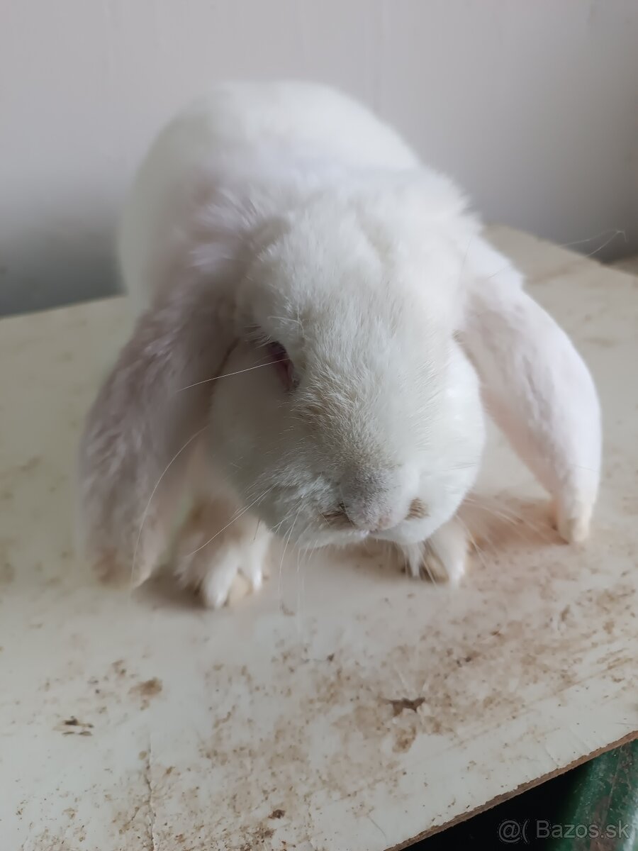 Francúzsky baran - 4