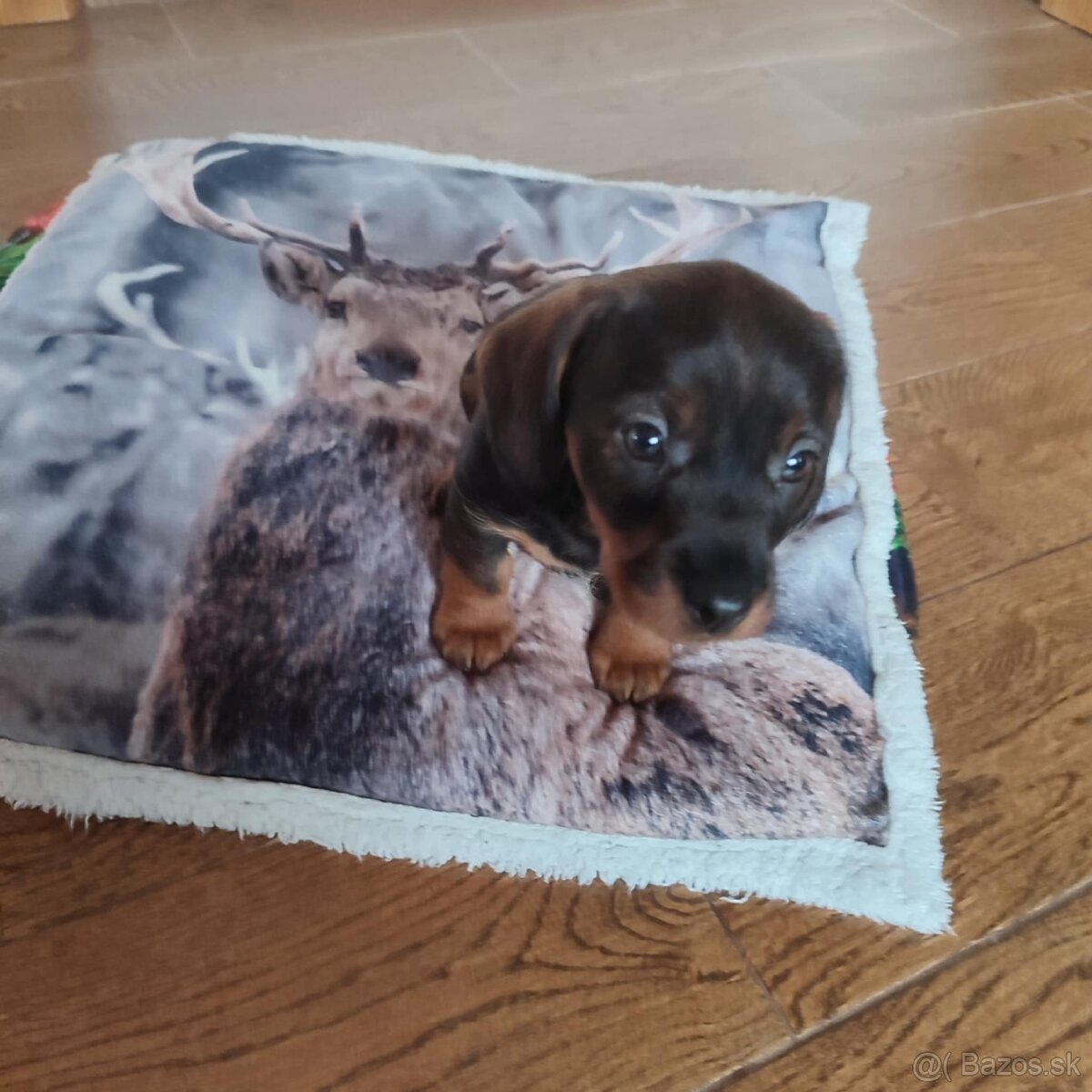 Jazvečík hrubosrstý - 4