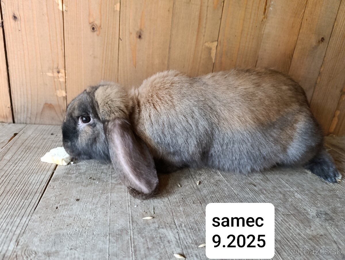 Francúzsky baran - 4