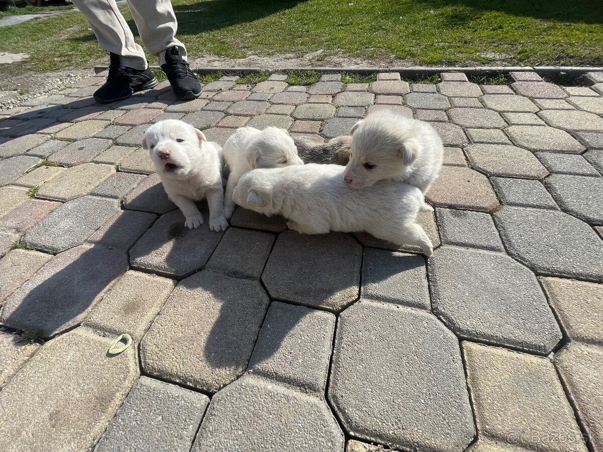 Máme na predaj šteniatka - 4