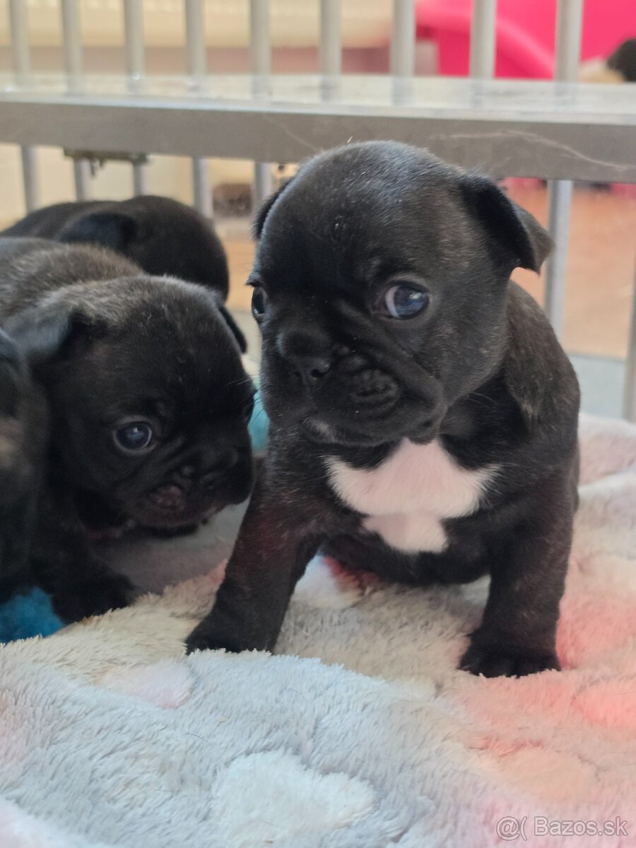 Francúzsky buldoček - 4