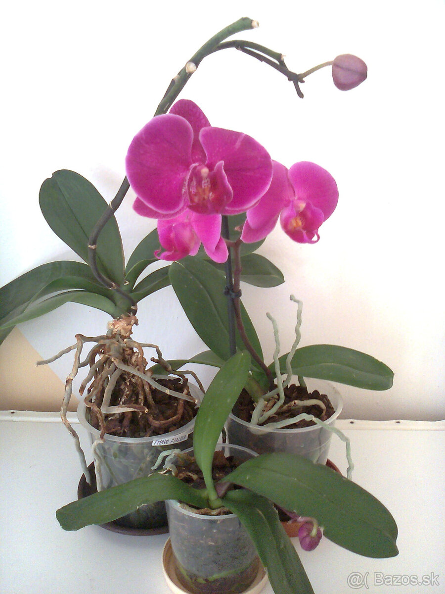 Orchidea - 4