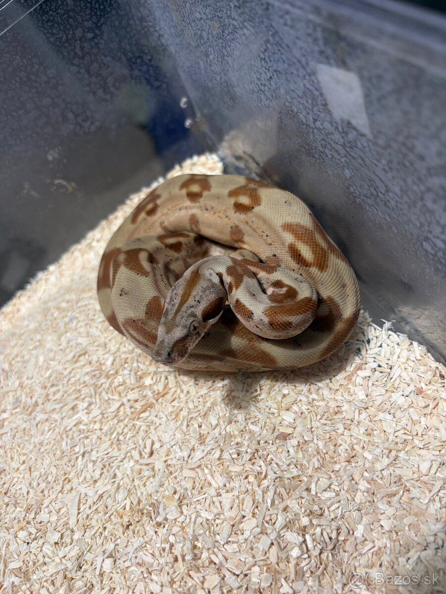 Boa constrictor imperator - samci - 4