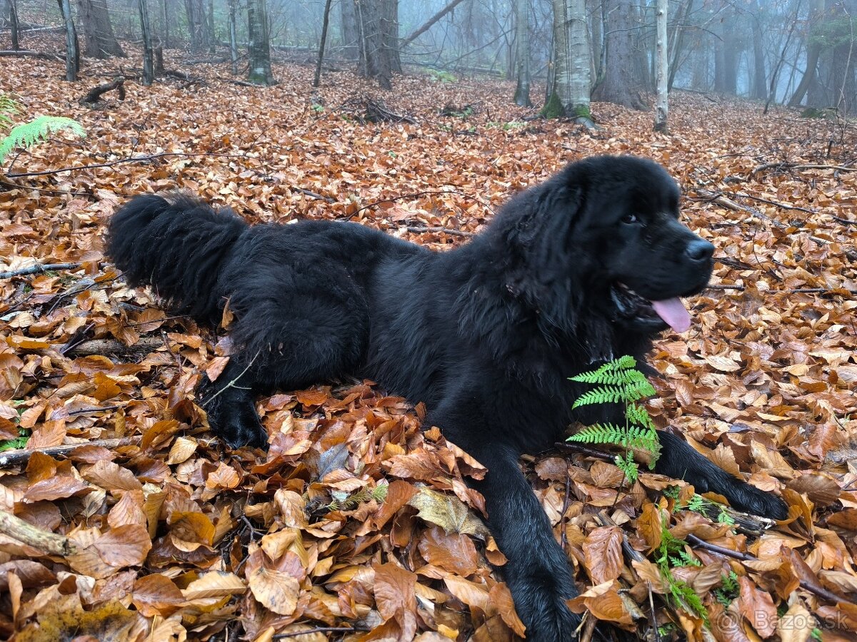 Novofundlandsky pes - 4