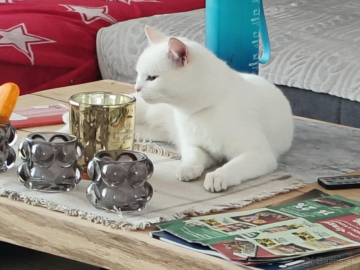 Darujem mačičku - 4