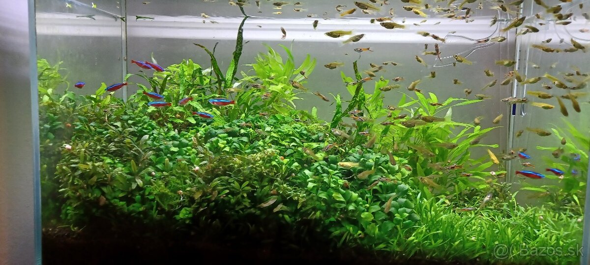 P: gupky endlerky - 4