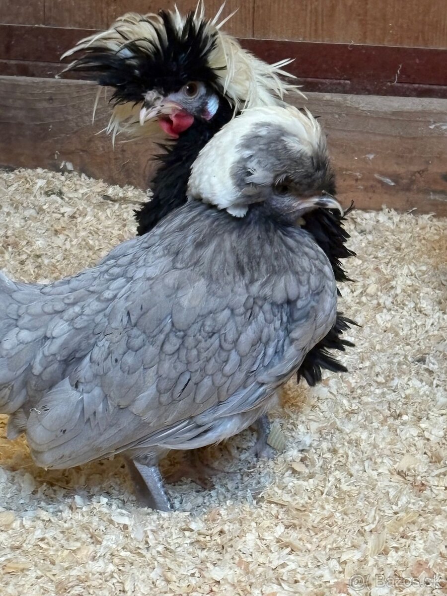 Holandské chocholaté sliepky na predaj - 4