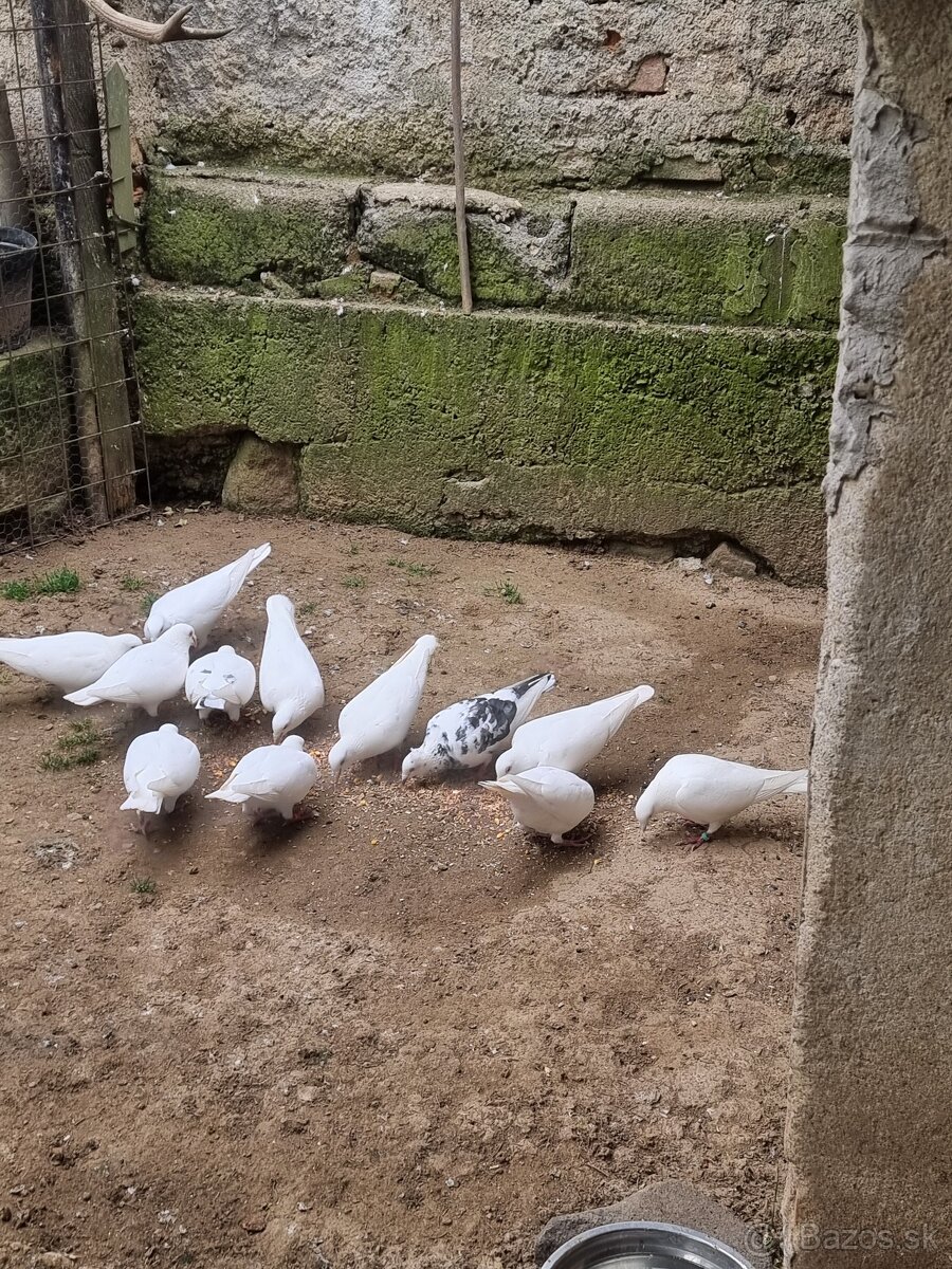 BIELE POŠTOVÉ HOLUBY - 4