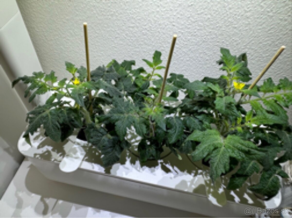 Inteligentný kvetináč Click & Grow Smart Garden 3 (biely) - 4
