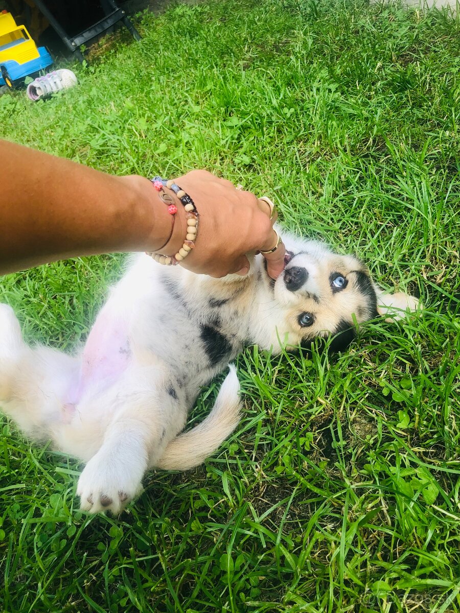 Welsh Corgi - 4