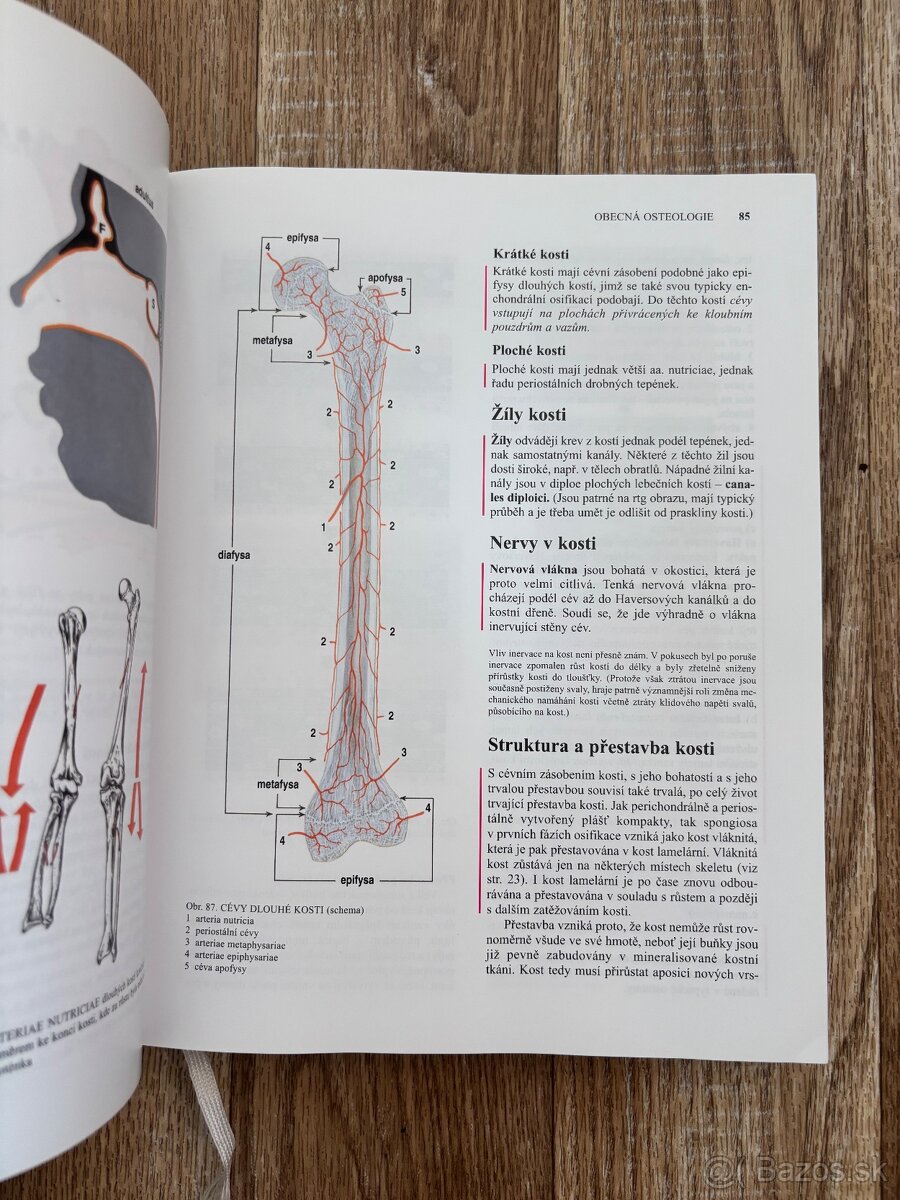 Anatomia Čihák 1,2 - 4