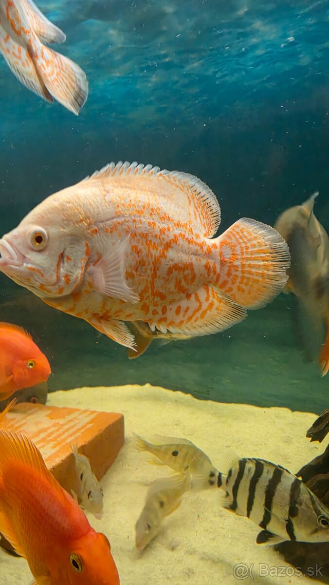Ocellatus nemo - 4