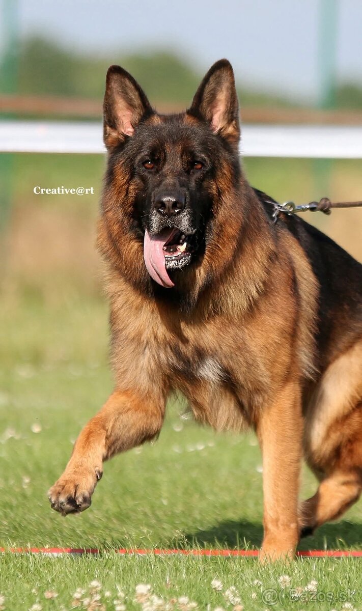 Šteniatka nemeckého ovčiaka typu Rex s PP - 4