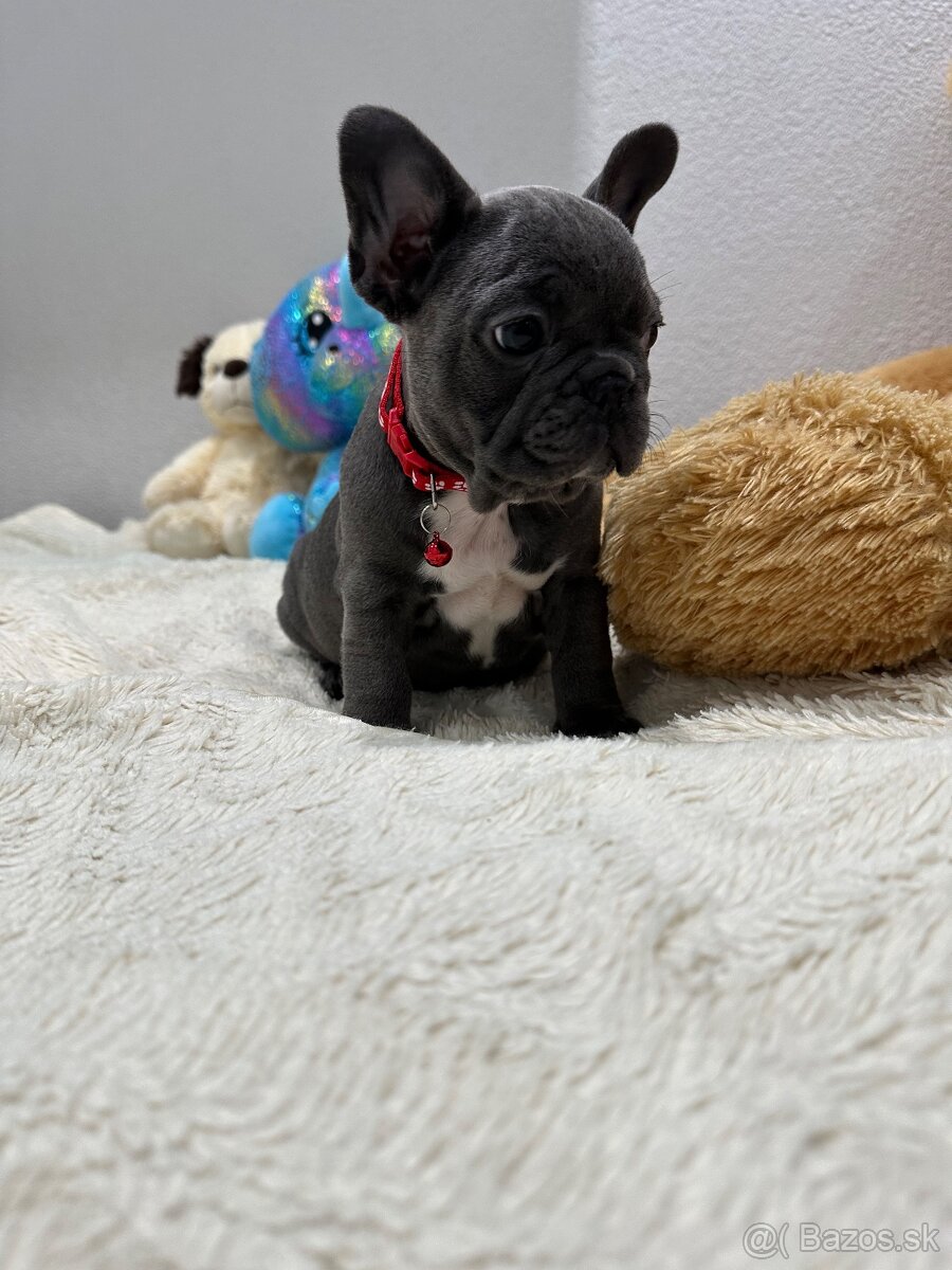 Francúzsky buldoček modré dievčatko - 4