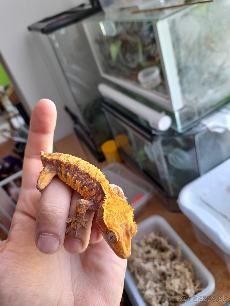 Pagekon riasnaty, ciliatus - 4