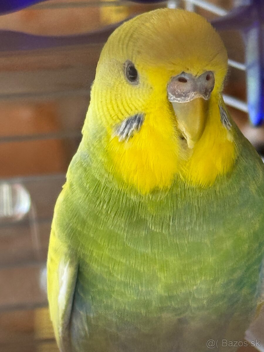 Len do milujucej rodiny Parik samec + samicka 🦜🦜 Andulky - 4