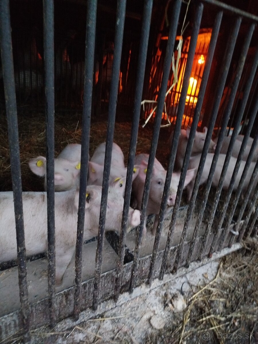 Predám odstavčatá - 4