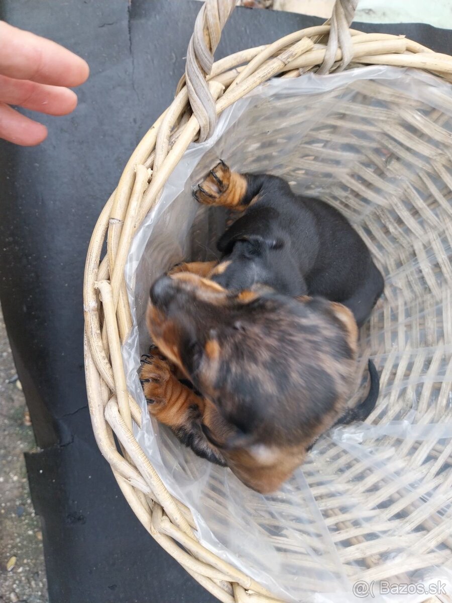 Jazvečík trpasličí - merle - 4