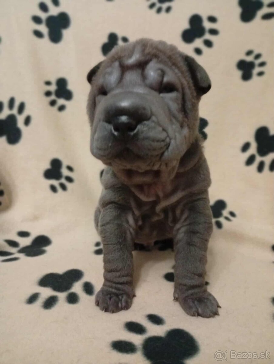 Shar-pei, Šarpej - štěňátka s PP - 4