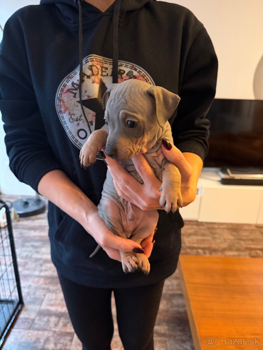 Americký bezsrstý teriér - 4