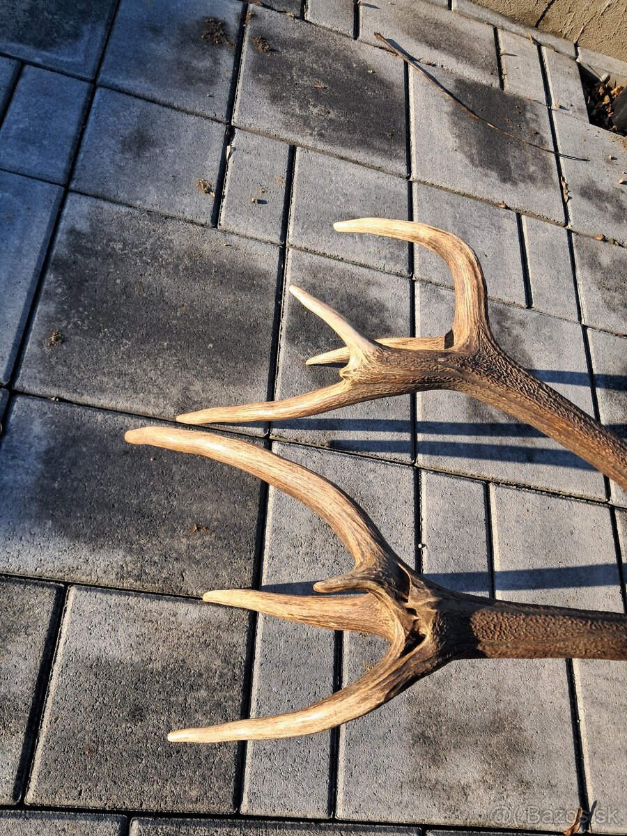 Zhody, parozie, parohy - 4