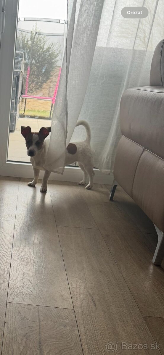 Predám šteniatko Jack Russel - 4