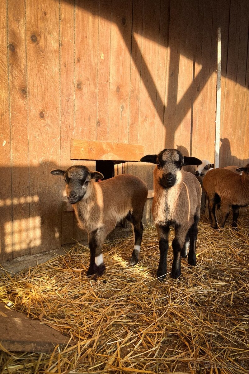 Jahnata kamerunske ovce - 4