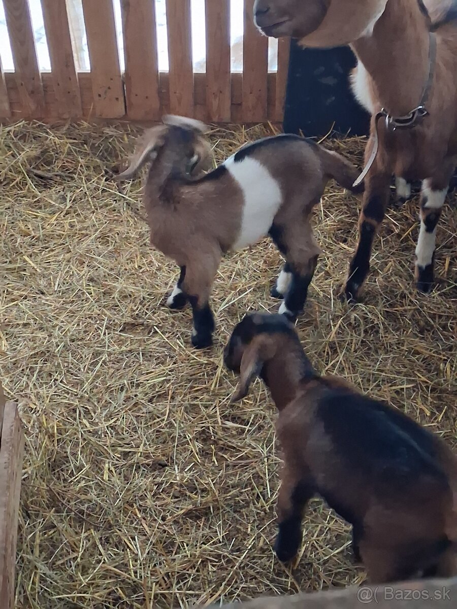 anglonubijsky cap - 4