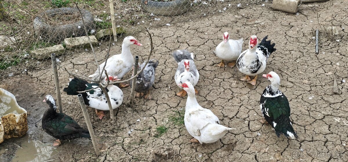 Čínské kačice - 4